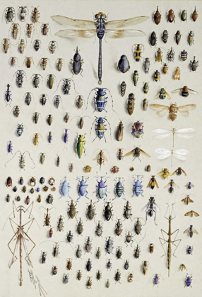 Picture of ONE HUNDRED AND FIFTY INSECTS