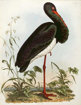 Picture of BLACK STORK