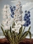 Picture of HYACYNTHS