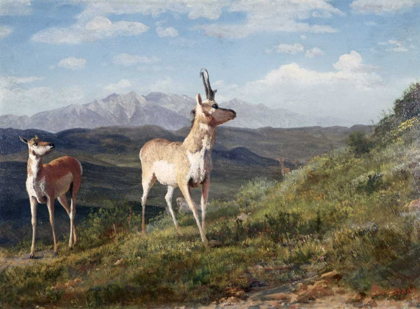 Picture of ANTELOPE