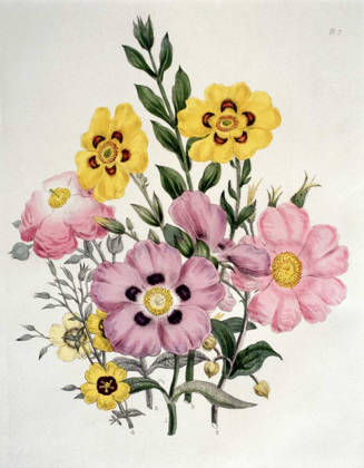Picture of YELLOW AND PINK MIXED FLOWERS. CISTUS