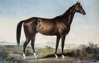 Picture of CELEBRATED HORSE LEXINGTON