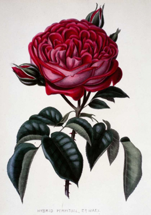 Picture of HYBRID PERPETUAL, DR. MARX