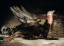 Picture of DEAD TURKEY