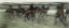 Picture of RACE HORSES