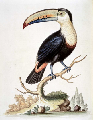 Picture of LE TOUCAN