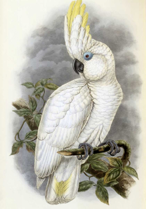 Picture of BLUE-EYED COCKATOO