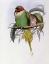 Picture of BONAPARTES PARAKEET