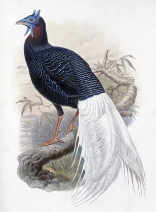 Picture of BULWERS PHEASANT