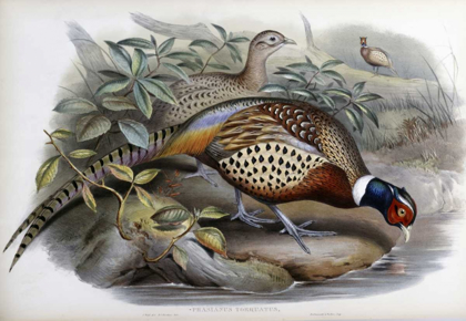 Picture of CHINESE RING-NECKED PHEASANT