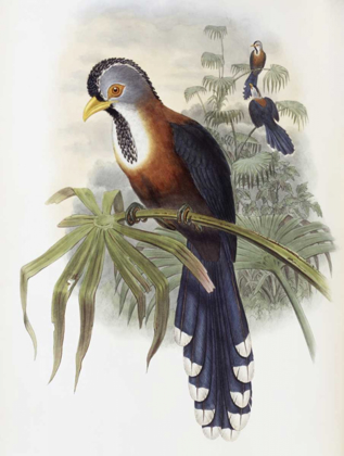 Picture of CURLED-CRESTED CUCKOO