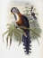 Picture of CURLED-CRESTED CUCKOO