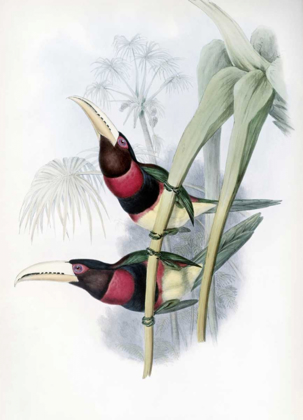 Picture of DUCHESS OF LEUCHTENBERGS ARACARI - TOUCAN