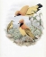 Picture of GOLDEN BIRD OF PARADISE
