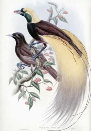 Picture of GREATER BIRD OF PARADISE