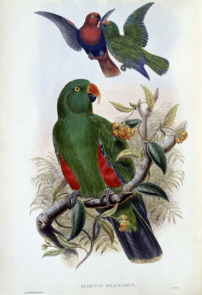 Picture of GREEN LORY