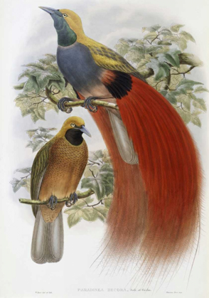 Picture of GREY-CHESTED BIRD OF PARADISE