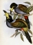 Picture of HOODED HILL TOUCAN