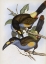 Picture of LAMINATED HILL TOUCAN