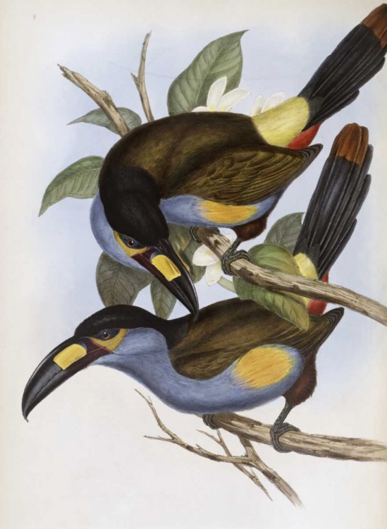 Picture of LAMINATED HILL TOUCAN