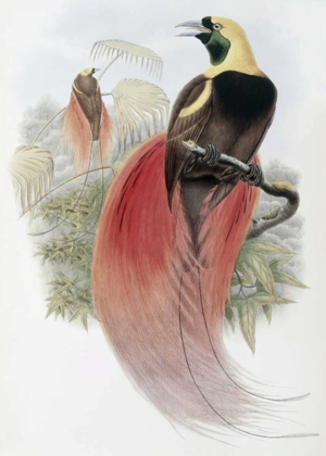 Picture of MARQUIS DE RAGGIS BIRD OF PARADISE