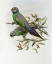 Picture of MRS. LAYARDS PARAKEET