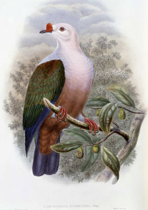 Picture of NEW-IRELAND FRUIT-PIGEON