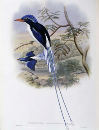 Picture of PORT-MORESBY RACKET-TAILED KINGFISHER