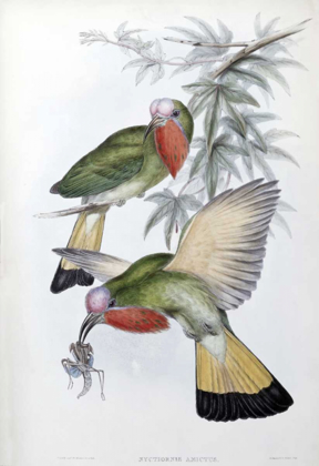 Picture of RED-THROATED NYCTIORNIS