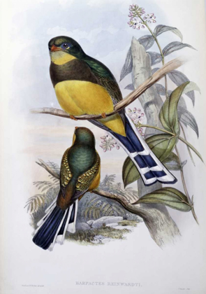 Picture of REINWARDTS TROGON