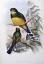 Picture of REINWARDTS TROGON