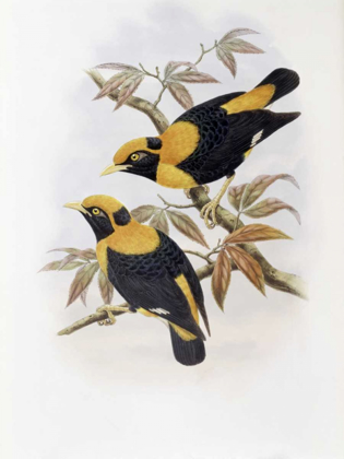 Picture of ROBERTSONS STARLING