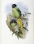 Picture of SLATY-HEADED PARAKEET