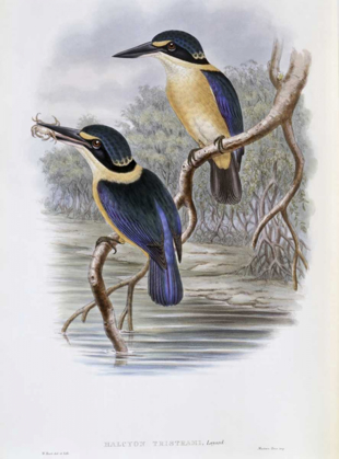 Picture of TRISTRAMS KINGFISHER