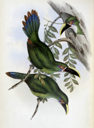 Picture of WHITE-BANDED GROOVE-BILL - TOUCAN