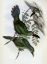 Picture of WHITE-BANDED GROOVE-BILL - TOUCAN