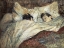 Picture of LE LIT