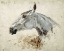 Picture of TESTO DI CAVALLO