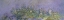 Picture of GLYCINES - WISTERIA