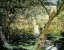 Picture of THE GARDEN OF VETHEUIL (LE JARDIN DE VETHEUIL)