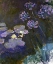 Picture of WATER LILIES AND AGAPANTHUS