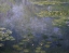 Picture of WATER LILIES - NYMPHEAS IV