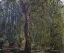 Picture of WEEPING WILLOW - SAULE PLEUREUR