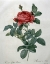 Picture of ROSA GALLICA - PONTIANA