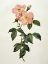 Picture of ROSA INDICA FRANGRAS - FLORA SIMPLICI