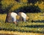 Picture of FARM WOMEN AT WORK