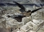 Picture of THE SLAYING OF THE ASSYRIANS