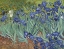 Picture of IRISES, 1889