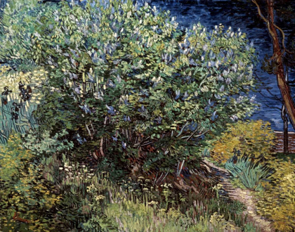 Picture of LILACS
