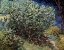 Picture of LILACS